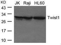 TWIST1 Antibody