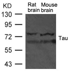 Mapt Antibody