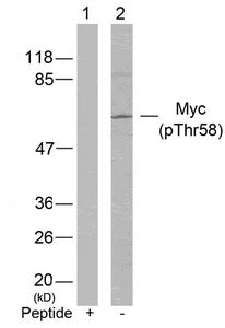 Phospho-MYC (Thr58) Antibody