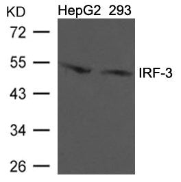 IRF3 (Ab-396) Antibody
