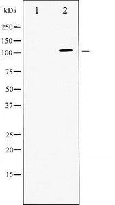ATP1A1 Antibody