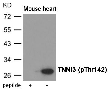 Phospho-TNNI3 (Thr142) Antibody