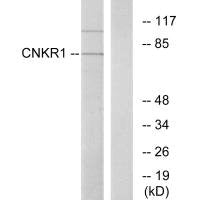 CNKSR1 Antibody