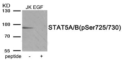 Phospho-Stat5a/Stat5b (Ser725/730) Antibody