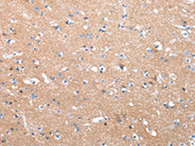 COLEC12 Antibody