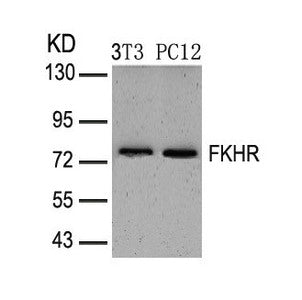 FOXO1 (Ab-319) Antibody