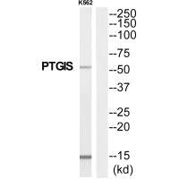 PTGIS Antibody