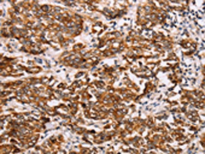 RAB3D Antibody