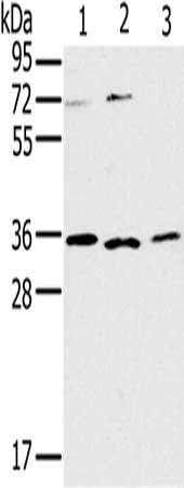 IL22RA2 Antibody