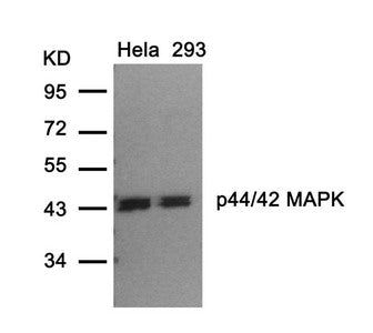 MAPK3 (Ab-202) Antibody