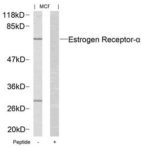 ESR1 (Ab-167) Antibody