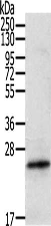 RAC1 Antibody