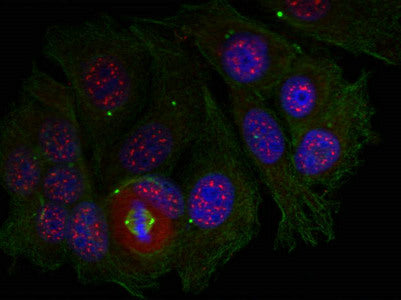 Phospho-MEF2A (Thr319) Antibody