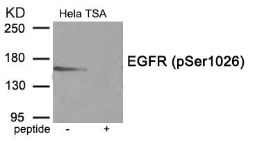 Phospho-EGFR (Ser1026) Antibody