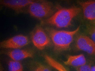 GRIN1 (Ab-897) Antibody