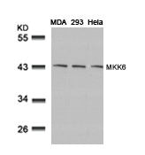 MAP2K6 (Ab-207) Antibody