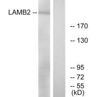 LAMB2 Antibody