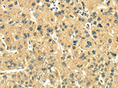EGLN1 Antibody