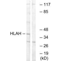 HLA-H Antibody