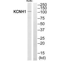 KCNH1 Antibody