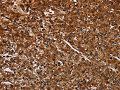 ACP6 Antibody