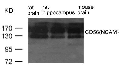 NCAM1 Antibody