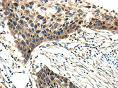 EFNA3 Antibody