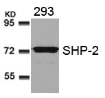 PTPN11 (Ab-580) Antibody