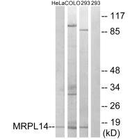MRPL14 Antibody
