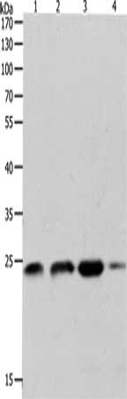 RHOA Antibody