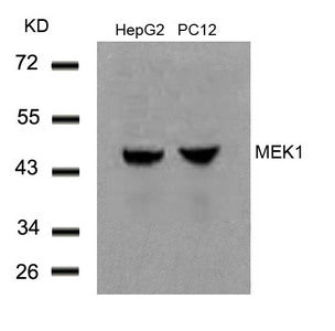 MAP2K1 (Ab-291) Antibody