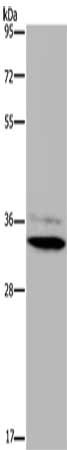 HSD17B7 Antibody