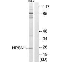 NRSN1 Antibody
