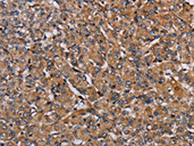 HIF1A Antibody