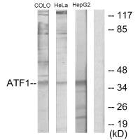 ATF1 Antibody