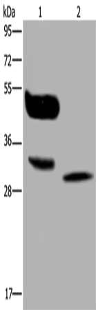 MAGEA8 Antibody