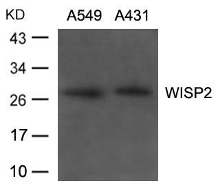 WISP2 Antibody