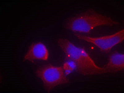 Phospho-GRIN2B (Tyr1474) Antibody