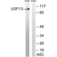 USP13 Antibody