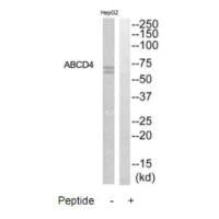 ABCD4 Antibody