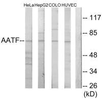 AATF Antibody