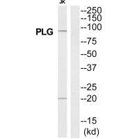 PLG Antibody