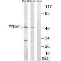 PRIM1 Antibody
