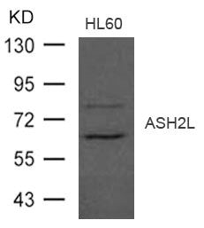 ASH2L Antibody