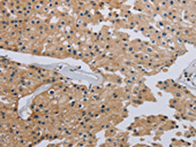 HSD3B7 Antibody
