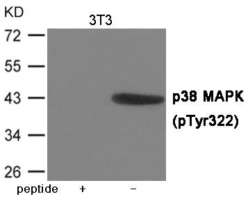 Phospho-MAPK14 (Tyr322) Antibody