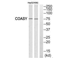 FAF1 Antibody