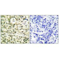 PCNA Antibody