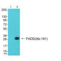 FADD (Ab-191) Antibody