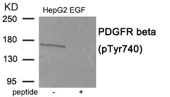 Phospho-PDGFRB (Tyr740) Antibody